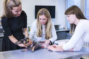 Tierarzt Besserer Neuss · Untersuchung Tierarzt Besserer Neuss · Untersuchung