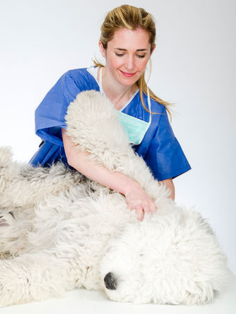 Tierarztpraxis Besserer: tierärztliche Physiotherapie Tierarztpraxis Besserer: tierärztliche Physiotherapie