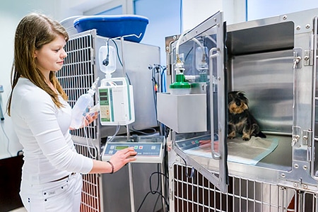 Tierarztpraxis Besserer: Käfig in der Aufwachstation