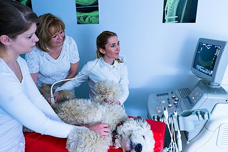 Tierarztpraxis Besserer: Dr. med. vet Katerine Besserer bei der Ultraschalluntersuchung