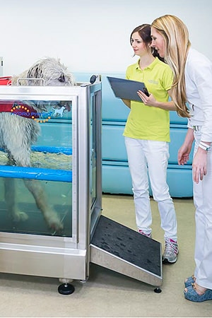 Tierarztpraxis Besserer: Physiotherapie - Unterwasserlaufband