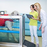 Tierarztpraxis Besserer: Physiotherapie - Unterwasserlaufband