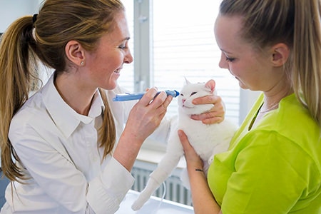 Tierarztpraxis Besserer: Behandlung einer Katze im Behandlungsraum