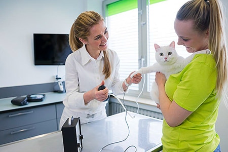 Tierarztpraxis Besserer: Behandlung einer Katze im Behandlungsraum