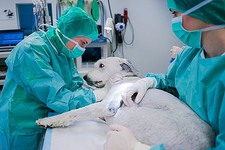 Tierarztpraxis Besserer: Vorbereitung für die OP