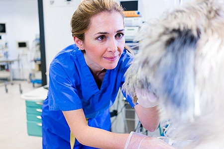 Tierarztpraxis Besserer: Dr. med. vet. Katerine Besserer untersucht einen Hund vor der OP