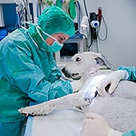 Tierarztpraxis Besserer: OP-Vorbereitung
