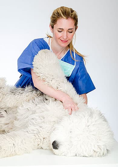 Tierarzt Besserer Physiotherapie Druck Massage