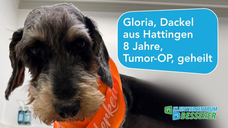 Tierarzt-Besserer_Fernseh-Show_Gloria_KW05.23