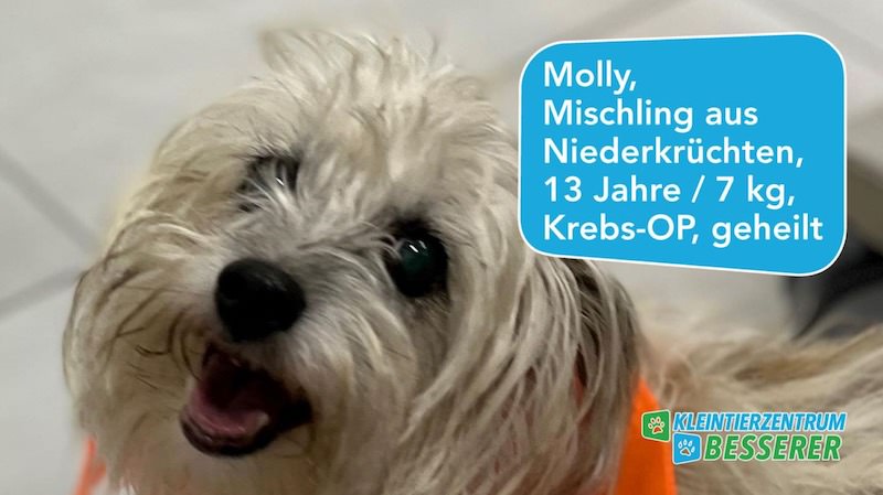 Tierarzt-Besserer_Fernseh-Show_Molly_KW05.23