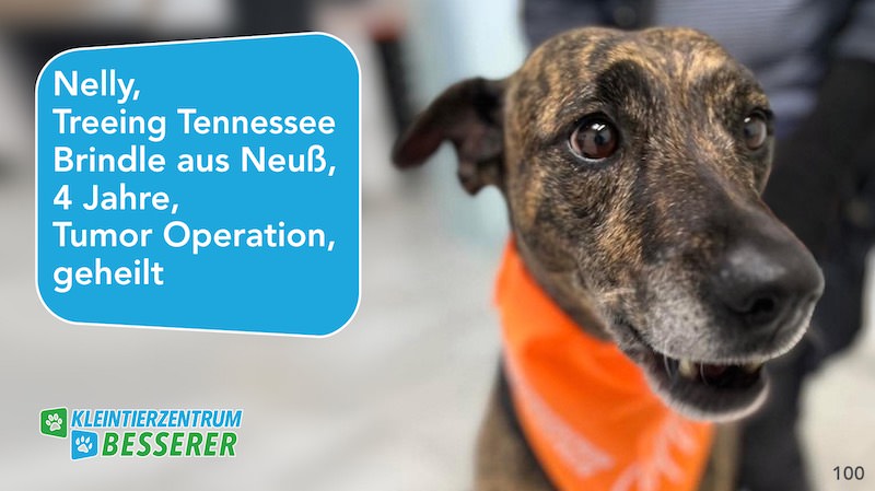 Tierarzt-Besserer_Slide_100_Nelly_KW28.25