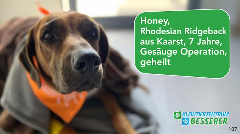 Tierarzt-Besserer_Slide_107_Honey_KW30.25