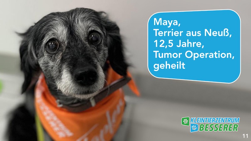 Tierarzt-Besserer_Slide_11_Maya_KW12.25