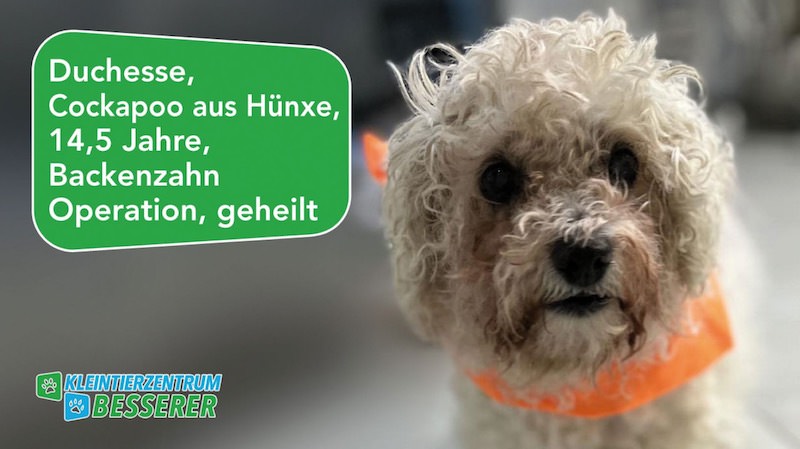 Tierarzt-Besserer_Slide_2_Duchesse_KW12.25