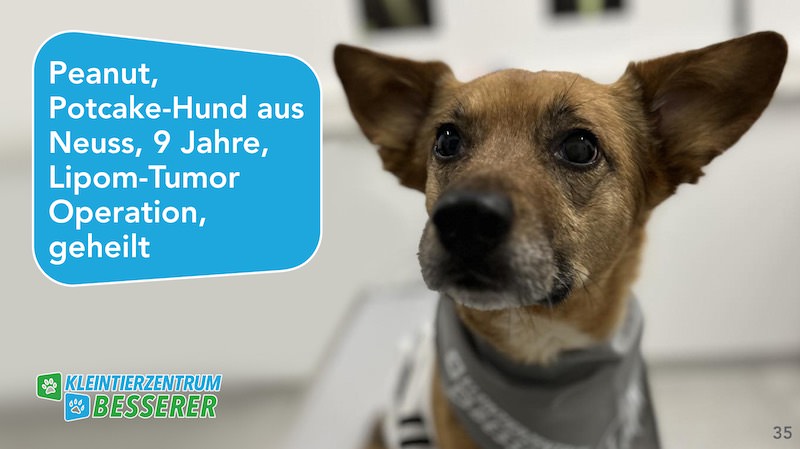 Tierarzt-Besserer_Slide_35_Peanut_KW17.25