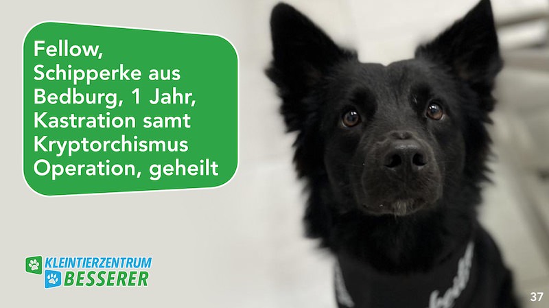 Tierarzt-Besserer_Slide_37_Fellow_KW19.25