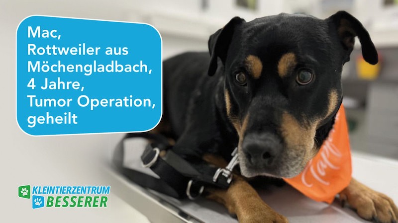 Tierarzt-Besserer_Slide_3_Mac_KW12.25