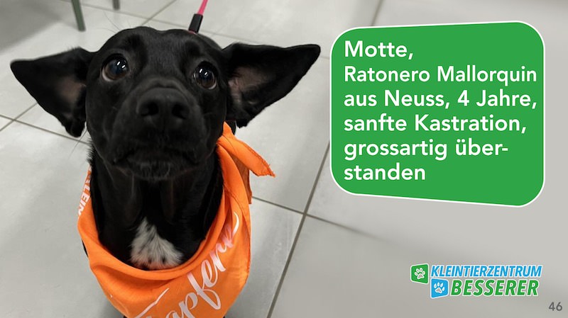 Tierarzt-Besserer_Slide_46_Motte_KW21.25