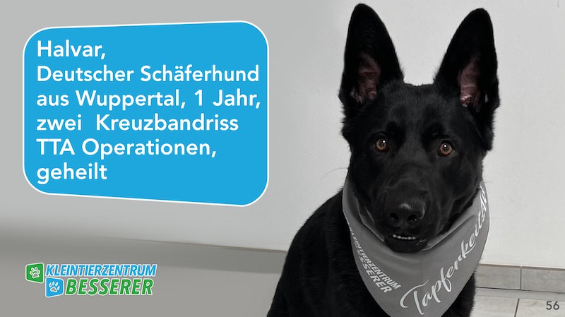Tierarzt-Besserer_Slide_56_Halvar_KW23.25