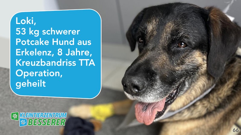 Tierarzt-Besserer_Slide_66_Loki_KW24.25