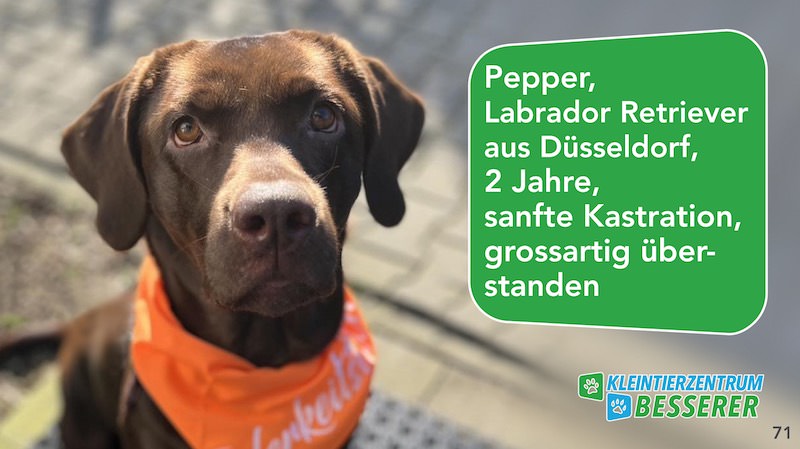 Tierarzt-Besserer_Slide_71_Pepper_KW24.25
