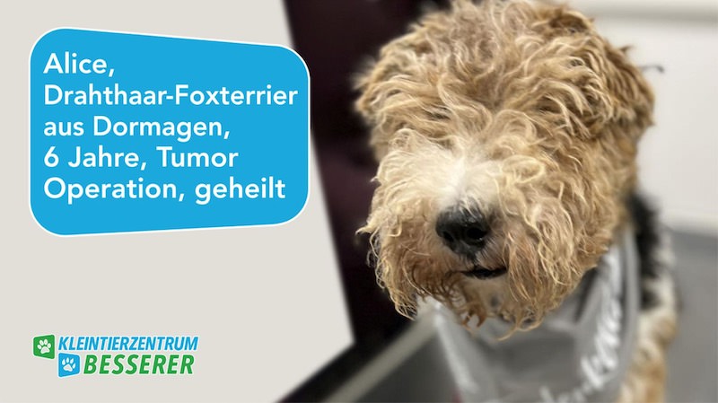 Tierarzt-Besserer_Slide_7_Alice_KW12.25